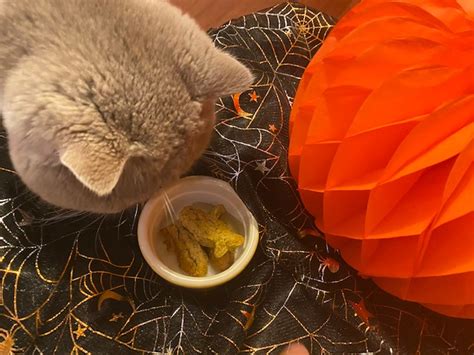 Pumpkin Cat Treats Recipe ⋆ Jupiter And Dann