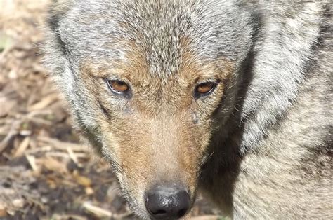 Iberian Wolf At Blackpool Zoo 170612 Zoochat