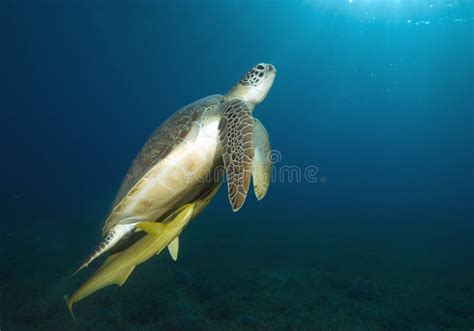 Atlantic Hawksbill Turtle Eretmochelys Imbricata Stock Image Image