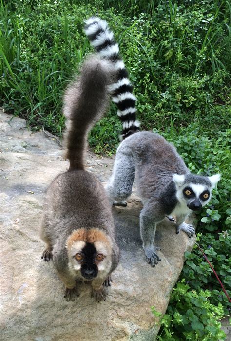 Smithsonian National Zoo Lemur Conservation Network