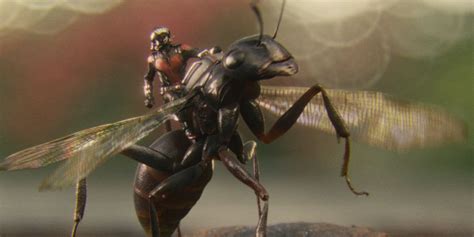 Amy Kukta Making Antony Ant Mans Flying Ant