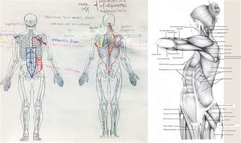 Anatomy Of The Human Body Drawing