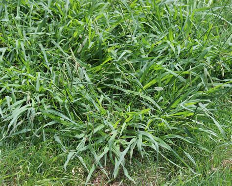 How To Get Rid Of Crabgrass Easy Steps To A Weed Free Lawn