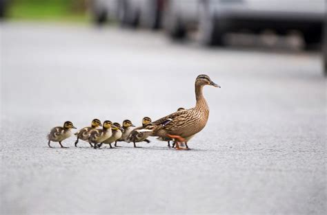 Mother Mallard Bing Wallpaper Download