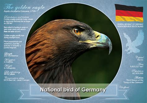 National Bird Of Germany