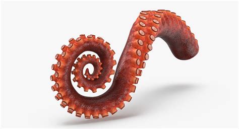 Octopus Tentacle Rigged 3d Model