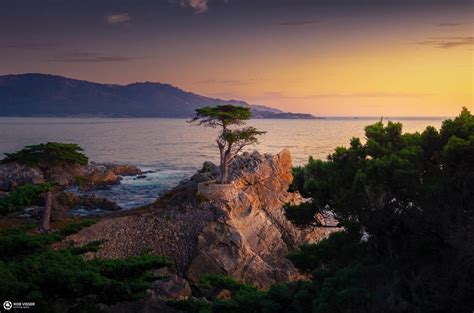 Lone Cypress Sunsetreally Loved The Soft Light Hitting This Tree