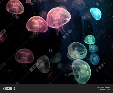 Coloured Jellyfish Image And Photo Free Trial Bigstock