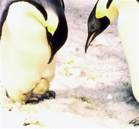 Penguin ‘egg Straordinary Bird In A Melting World Wwf