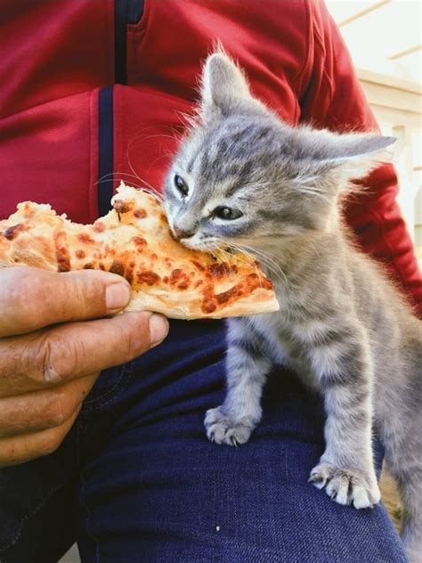 I was wondering if dogs can eat pizza because my dad says its ok but won't she get sick? Can Cats Eat Pizza? Is Pizza Safe For Cats | Pizza cat ...