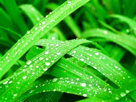 Free Images Leaf Nature Water Green Freshness Dew Background