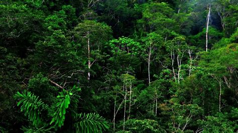 Jungle Rain Wallpapers Top Free Jungle Rain Backgrounds Tropical