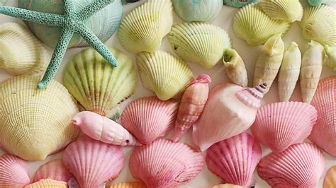 Dyed Seashells Martha Stewart
