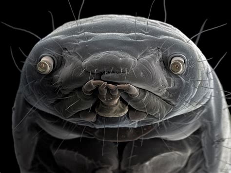 ギャラリー：驚き！電子顕微鏡で見た昆虫、寄生虫 写真18点 ナショナルジオグラフィック日本版サイト