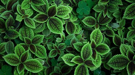 Green Leaves 5k Hd Nature 4k Wallpapers Images Backgrounds Photos
