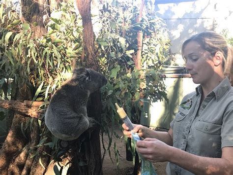 Lone Pine Koala Sanctuary Brisbane Australië Beoordelingen