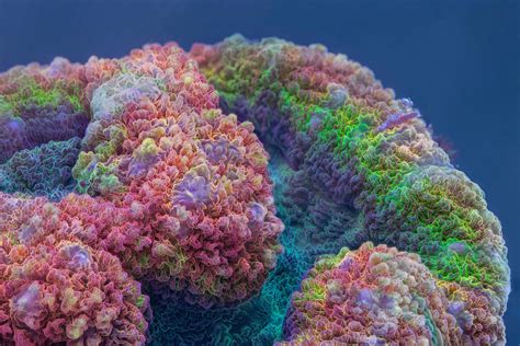 An Image Of Some Colorful Corals In The Water