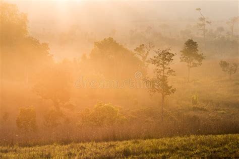 The Early Morning Sun Shines Through Rural Field And Morning Fog Stock
