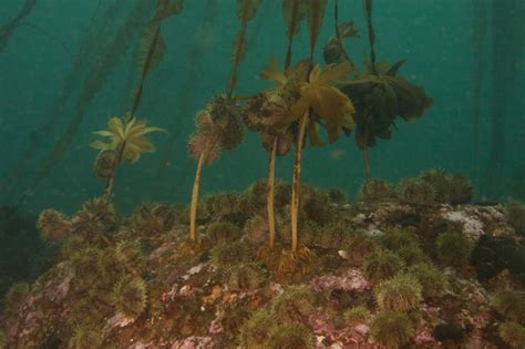 A Kelping Hand To Urchin Barrens From Neighboring Kelp Beds Kelp