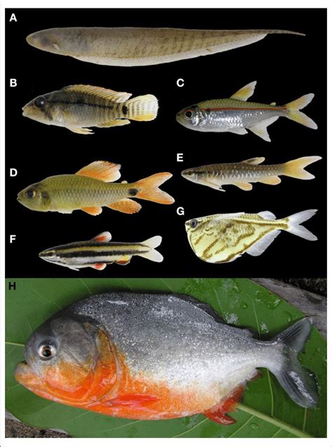 Examples Of Fishes Found In The Rupununi Guyana A Brachyhypopomus