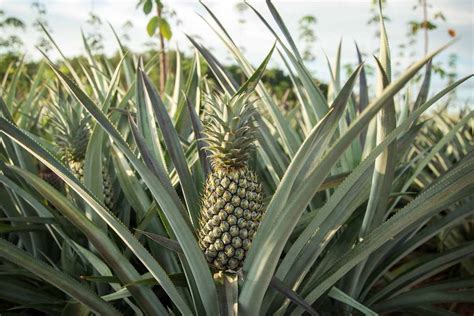 Organic Pineapple Cultivation Farming In India Agri Farming