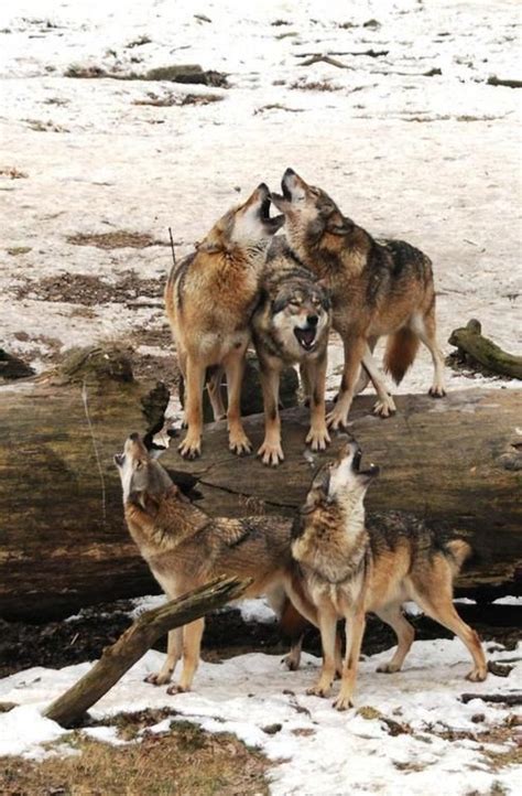 53 Best Images About Funny Wolfs On Pinterest Wolves Smosh And Wolf