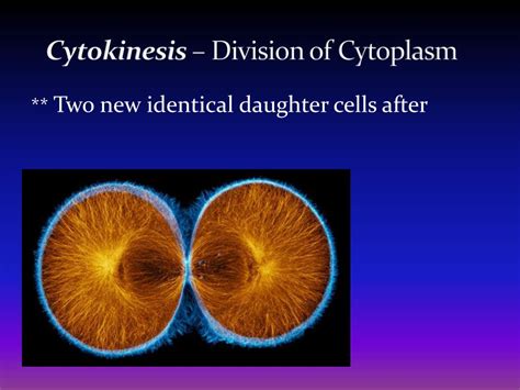 Ppt The Cell Cycle Powerpoint Presentation Free Download Id6859486