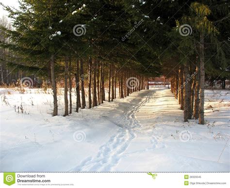 Trees On A Alley Stock Image Image Of Snow Tree Season 28320045