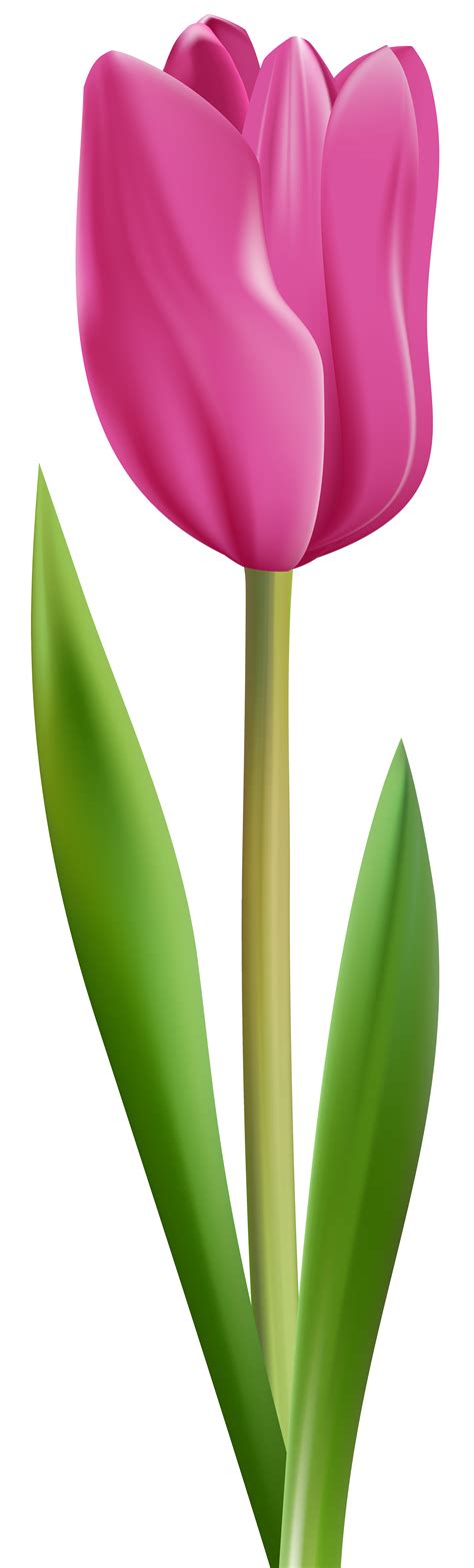 Tulip Png Image Purepng Free Transparent Cc0 Png Image Library Riset