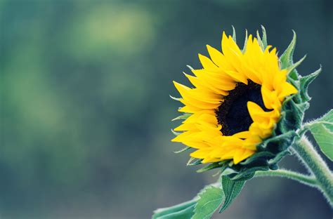 Sunflower Hd Wallpaper Background Image 2048x1349