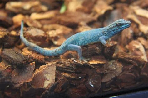 Electric Blue Day Geckos Beautiful Little Diurnal Geckos Learn About