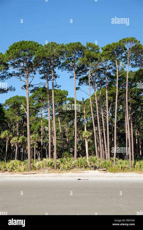 Sabal Palmetto Trees By Beach At Hunting Island State Park South