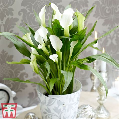 See more ideas about flowers, beautiful flowers, planting flowers. Arum Lily (White) (House Plant) | Thompson & Morgan