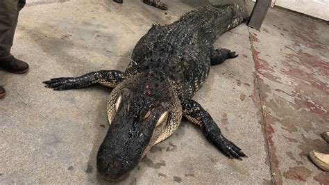 12 Foot Long 700 Pound Gator Caught In South Carolina