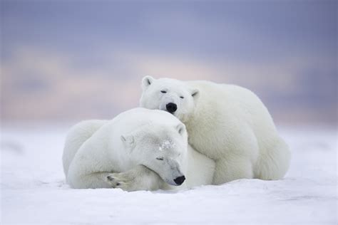 Polar Bears Cuddling By Matthew Studebaker