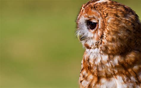 Cute Owl Bird Hd Desktop Wallpapers 4k Hd