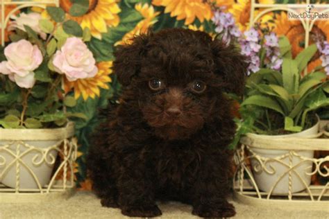 Chocolate Female Tea Poodle Toy Puppy For Sale Near