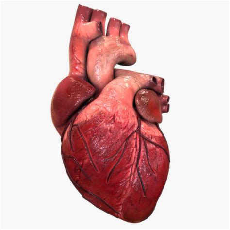 3d Model Heart Anatomy