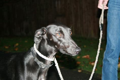 Billy 2 Year Old Male Saluki Cross Whippet Available For Adoption