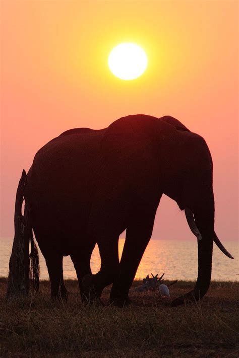 67 Best Elephant Silhouettes Images On Pinterest