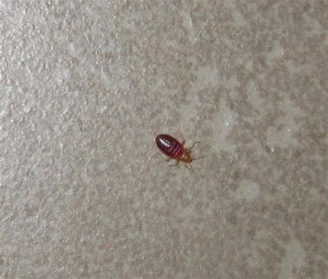 If you find bed bugs, leave the room immediately. bed bug on bathroom floor - Picture of Candlewood Suites ...