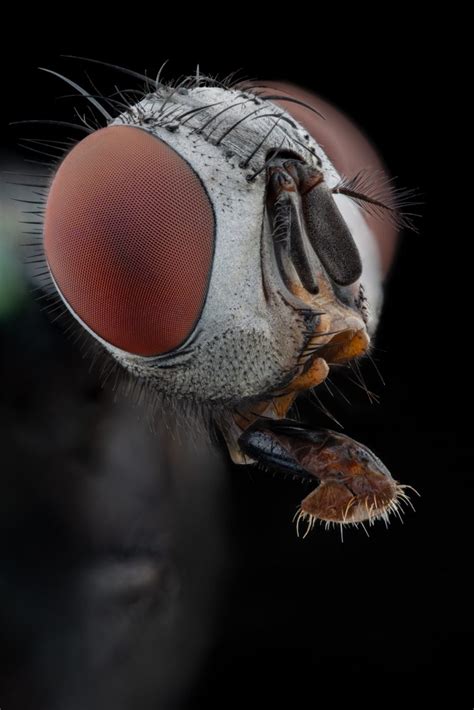 Les Mouches Et Divers Insectes Volants Photo Next Gen