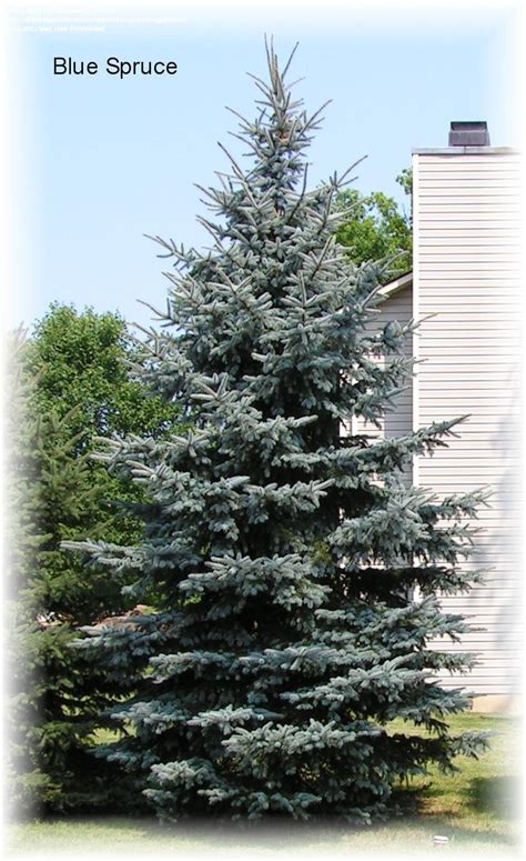 Plantfiles Pictures Picea Species Colorado Blue Spruce