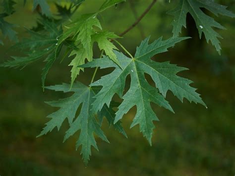 Planting A Silver Maple Tree Learn About Silver Maple Tree Growth