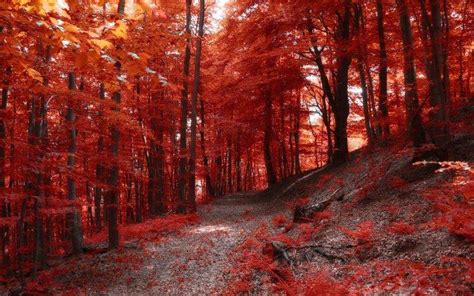 Nature Landscape Fall Path Forest Hill Trees Red