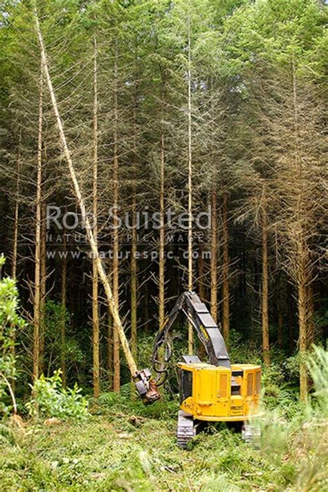 Forestry Tigercat Tracked Feller Buncher With Waratah Head At Work