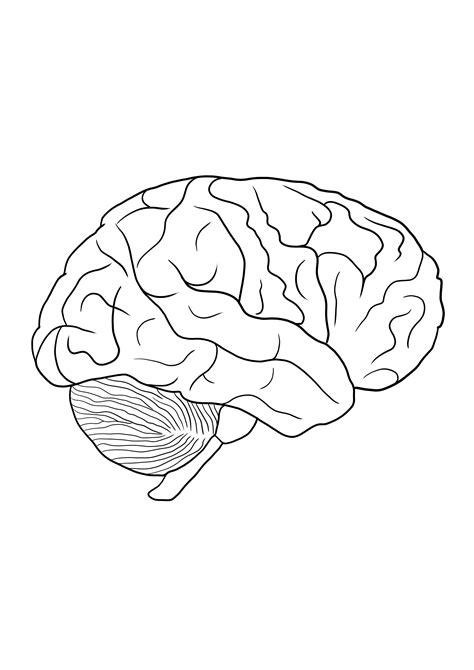 Gambar mewarnai otak manusia untuk diunduh gratis