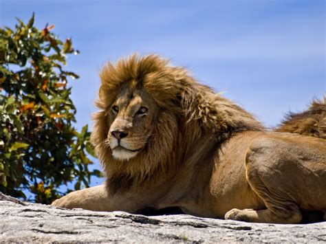 Filemale Lion On Rock Wikimedia Commons