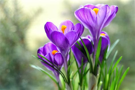 Purple Crocus Flower Field