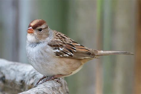 Juvenile White Crowned Sparrow Photograph By Judy Tomlinson